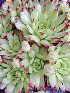 Sempervivum TUSCAN SUNSET