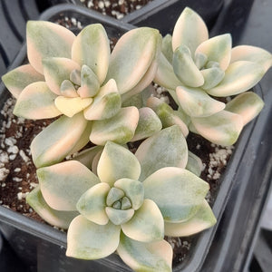 Graptoveria Titubans f. Variegata