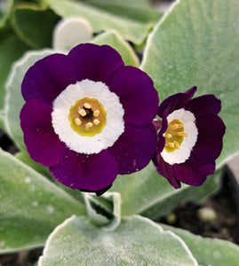 Auricula 'EL ZOCO' (Self)