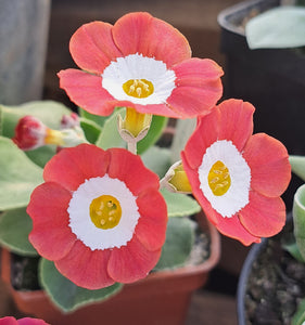 Auricula 'AMBER VALLEY' (S)