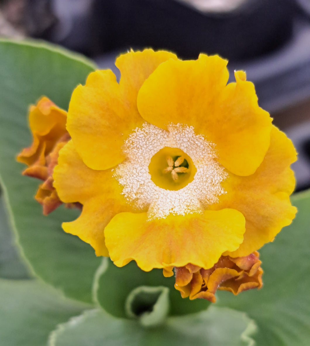 Auricula 'GOING FOR GOLD' (B)