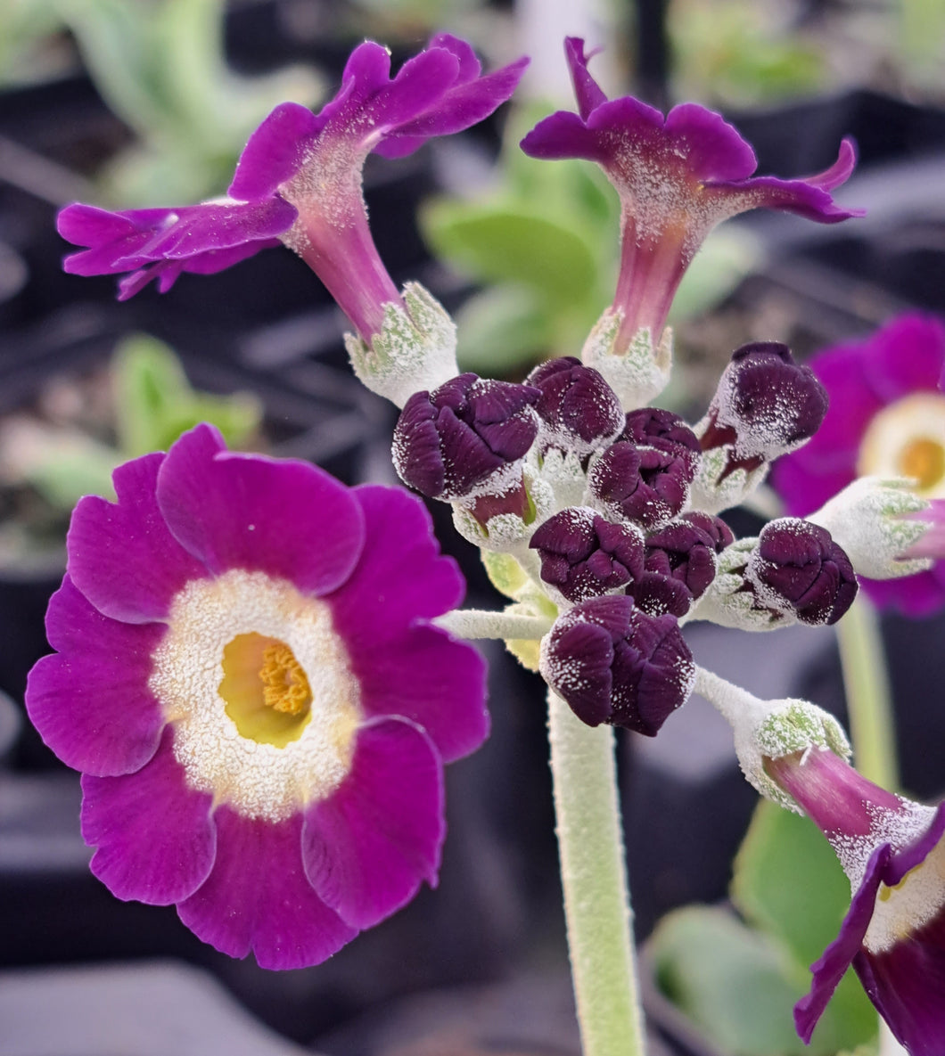 Auricula 'DIDO' (B)