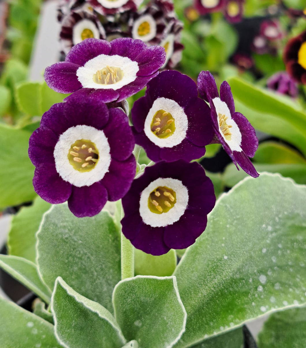 Auricula 'EL ZOCO' (Self)