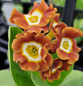 Auricula 'BAILEY BOY' (B)