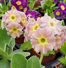 Load image into Gallery viewer, Auricula &#39;ALICE&#39; (B)
