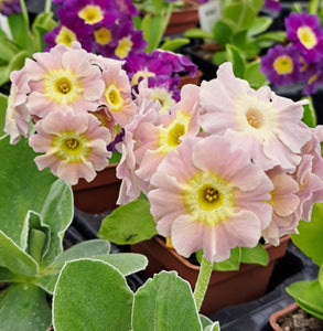 Auricula 'ALICE' (B)