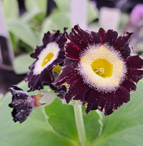 Auricula 'GREEN FRILL' (F)