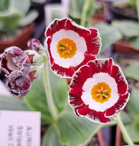 Auricula 'ETNA' (F)