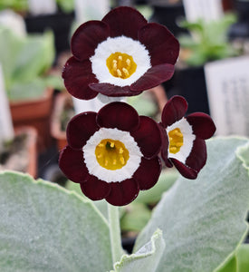 Auricula 'NOCTURNE' (Self)