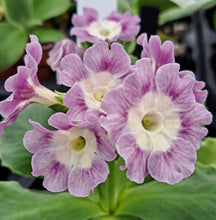 Load image into Gallery viewer, Auricula &#39;GHOST RIDGE&#39; (B)
