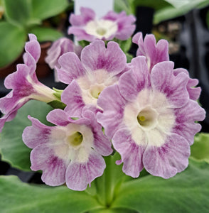 Auricula 'GHOST RIDGE' (B)