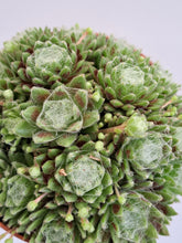 Load image into Gallery viewer, Sempervivum SUMMER FROST
