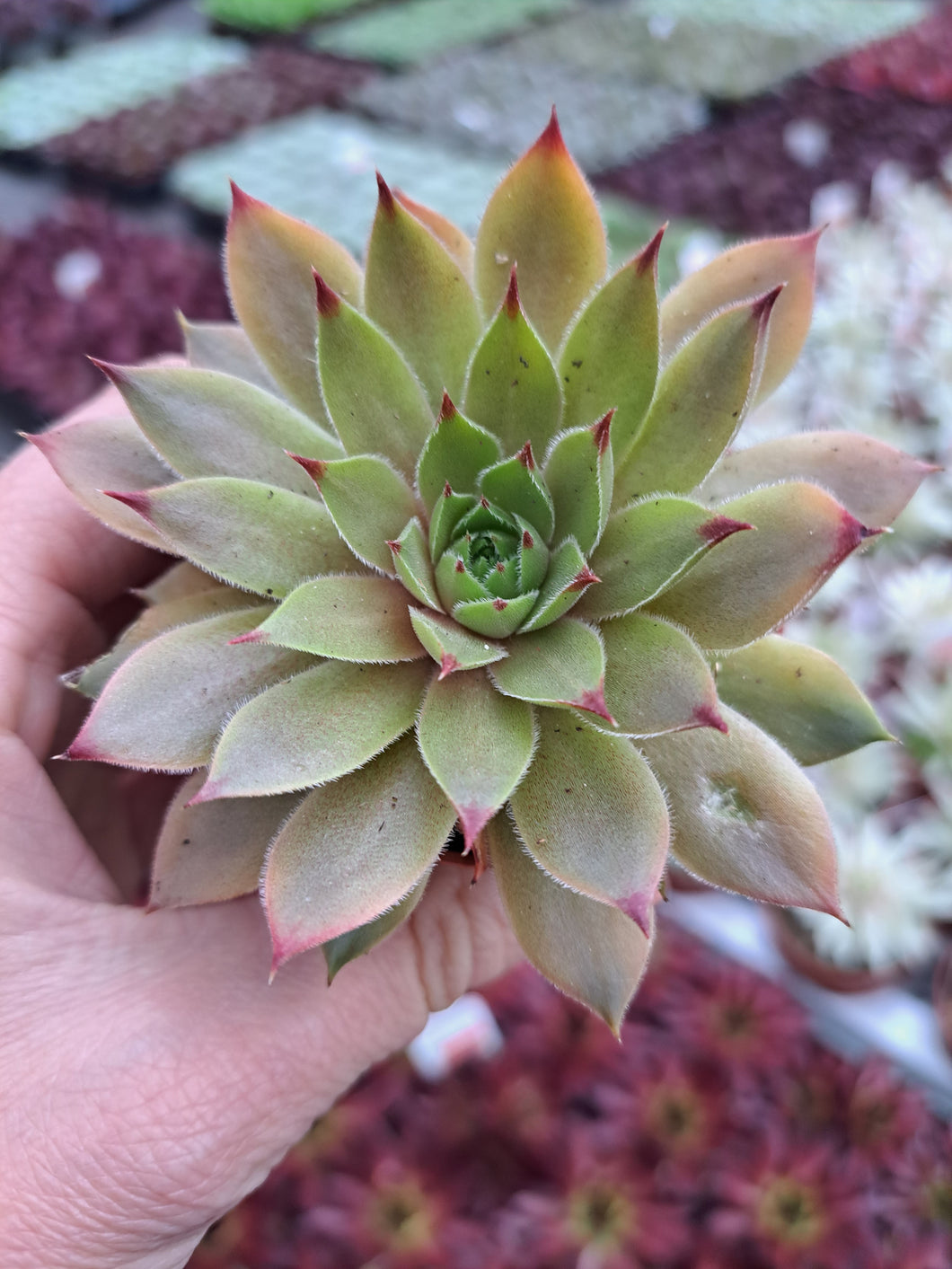 Sempervivum LEO