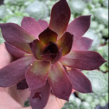 Load image into Gallery viewer, Sempervivum LEOPOLD
