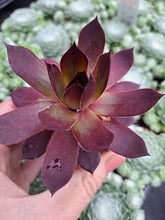 Load image into Gallery viewer, Sempervivum LEOPOLD
