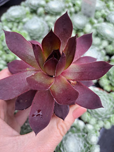 Sempervivum LEOPOLD