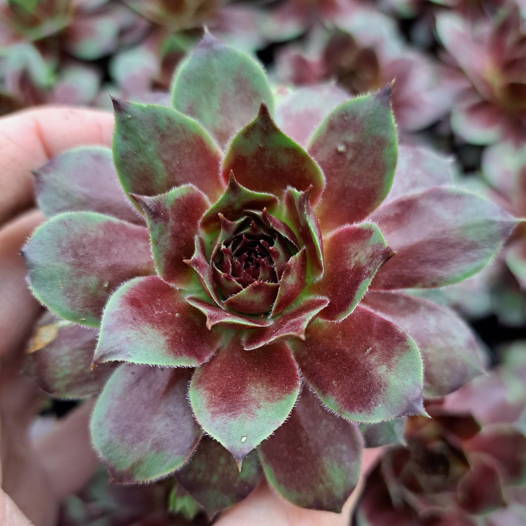Sempervivum ZUNDFLAMME