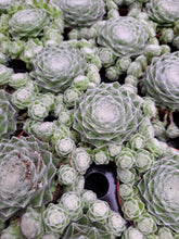 Load image into Gallery viewer, Sempervivum SHAMPOO
