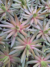Load image into Gallery viewer, Sempervivum DEVILS TOUCH
