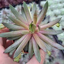 Load image into Gallery viewer, Sempervivum DEVILS TOUCH
