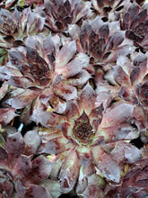 Load image into Gallery viewer, Sempervivum MIDNIGHT MELODY
