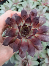 Load image into Gallery viewer, Sempervivum MIDNIGHT MELODY
