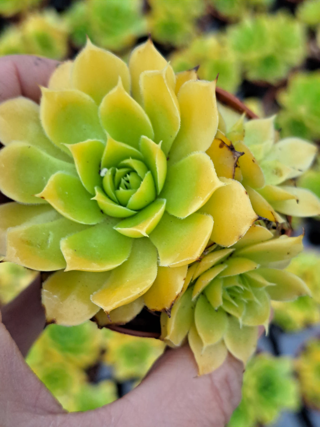 Sempervivum heuffelii LEMON SKY