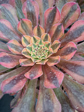 Load image into Gallery viewer, Aeonium Zhu Rong Syn. GOD OF FIRE
