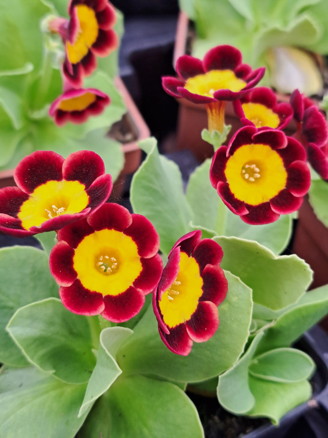 Auricula 'AMICABLE' (A)