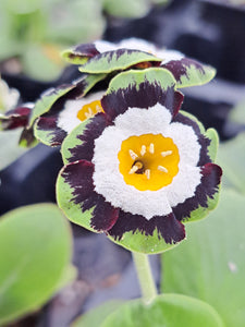 Auricula 'PSYCHE' (Gr)