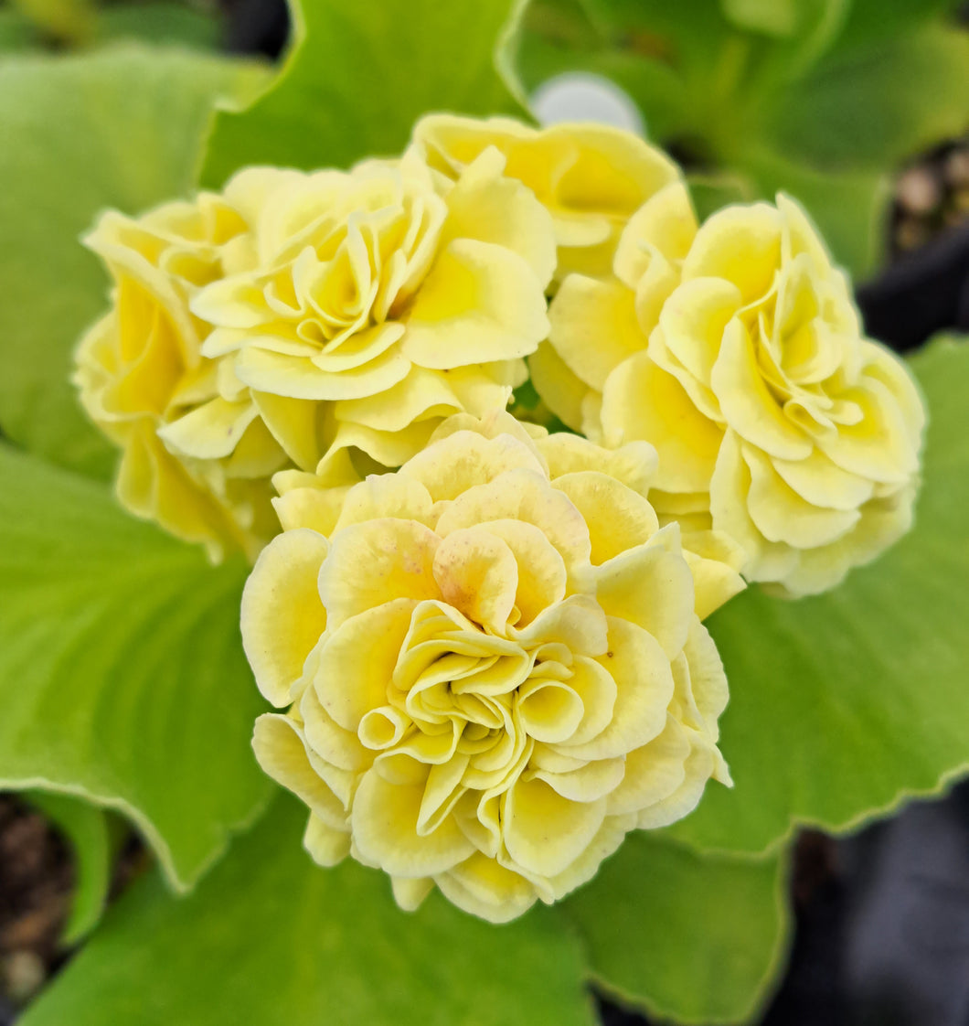 Auricula 'MOON SHOT II ' (D)