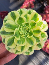 Load image into Gallery viewer, Aeonium MAYBACH

