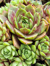 Load image into Gallery viewer, Sempervivum Colorockz® RUBY LIME
