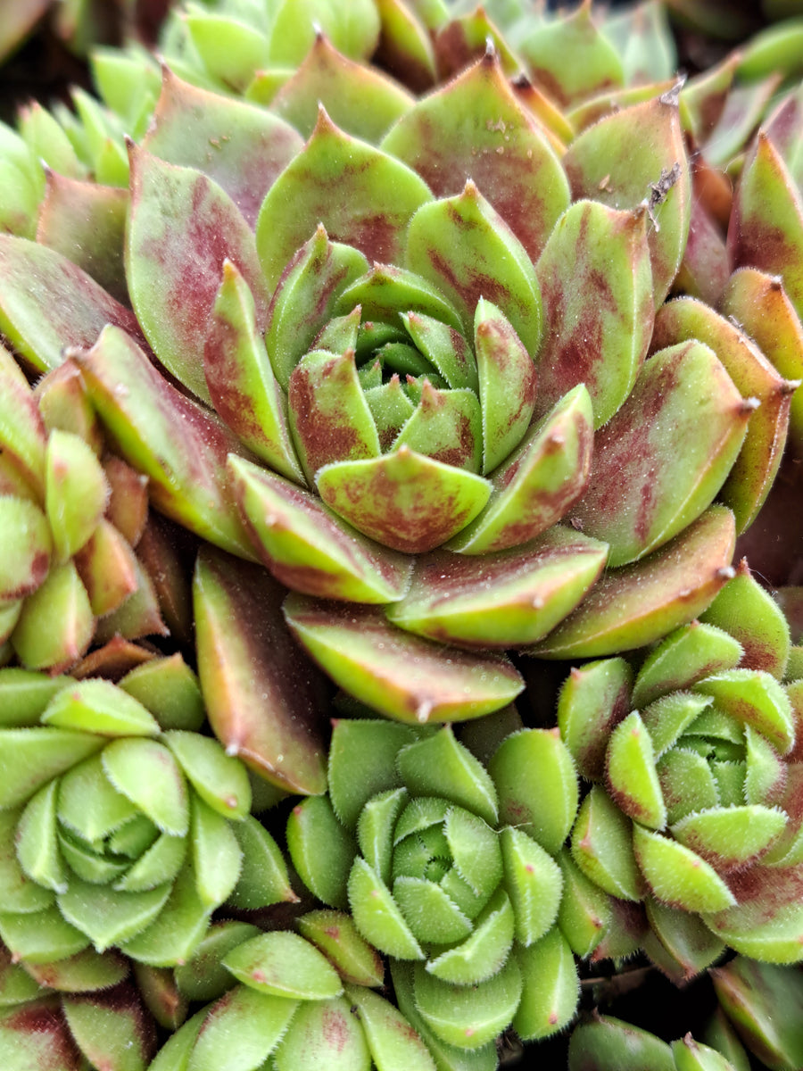 Sempervivum Colorockz® RUBY LIME – W & S Lockyer