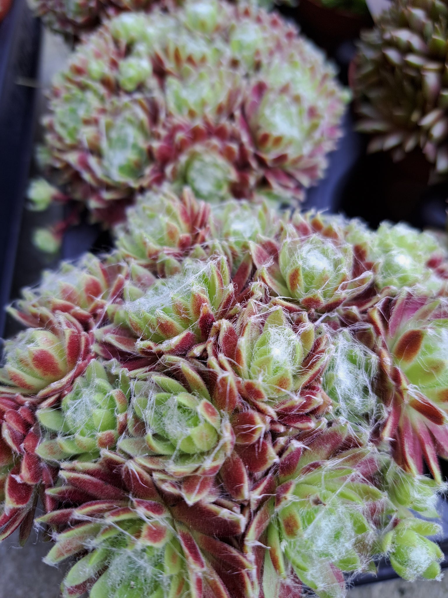 frozen succulent Sempervivum FROZEN FLARE – W & S Lockyer