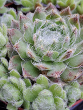 Load image into Gallery viewer, Sempervivum FLEMISH GIANT
