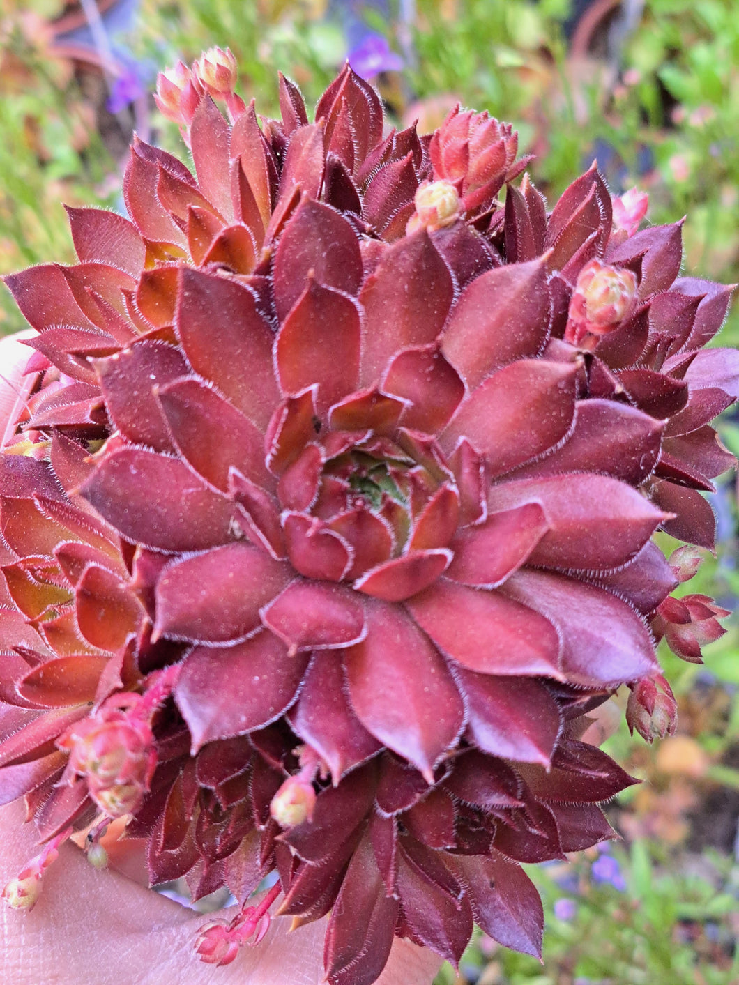 Sempervivum FRESH FINE ORANGE