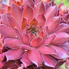 Load image into Gallery viewer, Sempervivum HACOMBE RUBY
