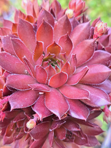 Sempervivum FRESH FINE ORANGE