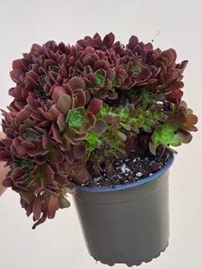 Aeonium arboreum BLUSHING BEAUTY  [Cristate form]