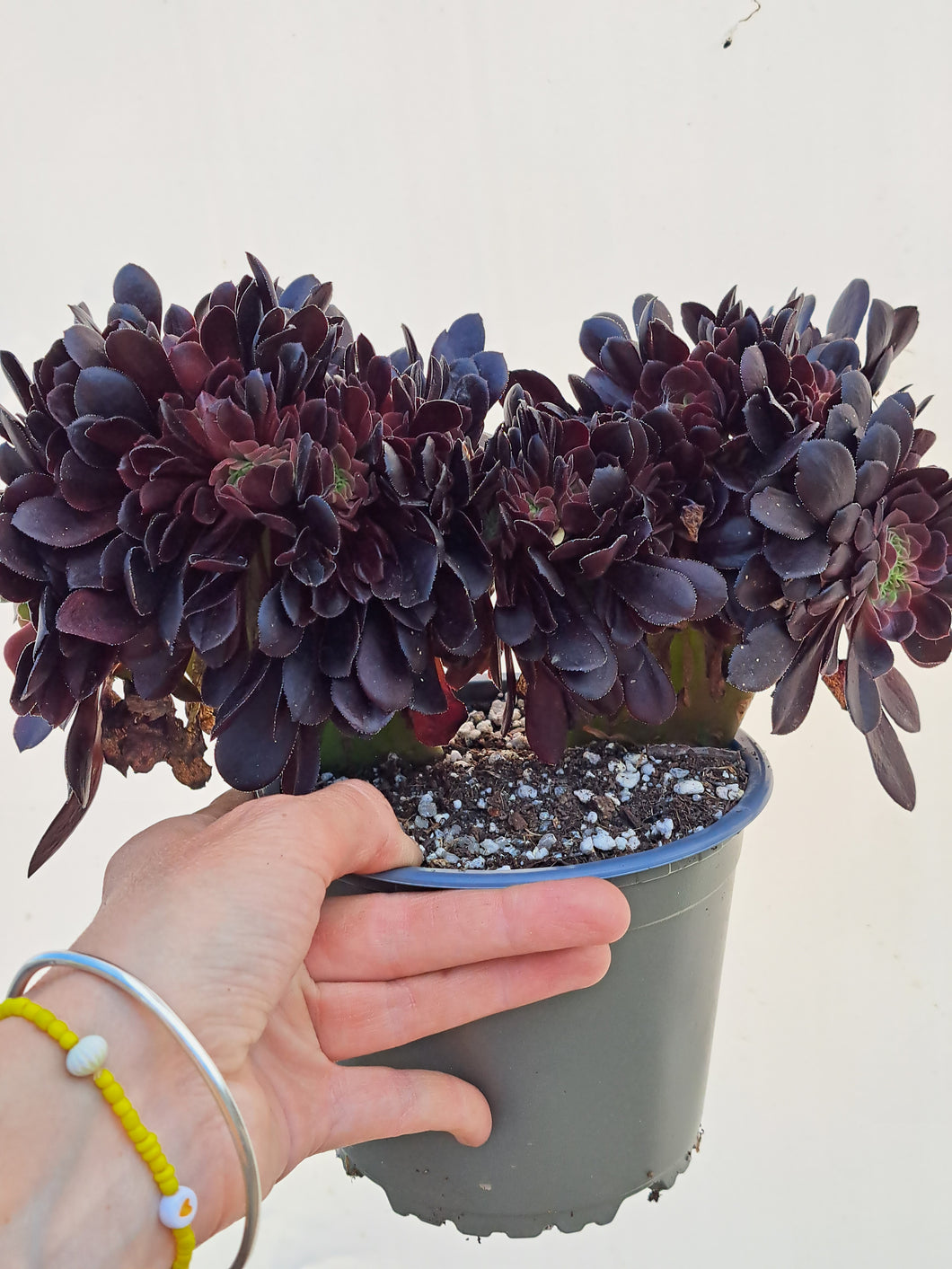 Aeonium VELOUR [Cristate form]