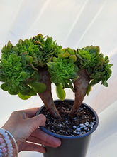 Load image into Gallery viewer, Aeonium arboreum [Cristate form]
