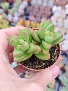 Crassula Capitella BENJAMIN 5.5cm