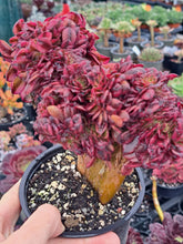 Load image into Gallery viewer, Aeonium Garnet Variegated  [Cristate form]
