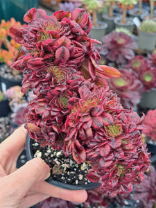 Aeonium Garnet Variegated  [Cristate form]