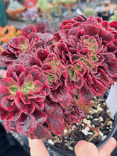 Load image into Gallery viewer, Aeonium MEDUSA  [Cristate form]
