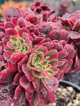 Load image into Gallery viewer, Aeonium MEDUSA  [Cristate form]
