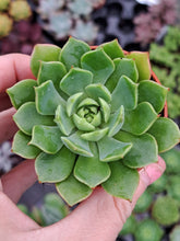 Load image into Gallery viewer, Echeveria RAMILLETTE
