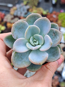 Pachyveria ORPET