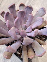 Load image into Gallery viewer, Graptoveria TOPSY DEBBI syn. CUPID, LILAC SPOONS
